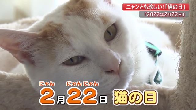 【スーパー猫の日】2022年2月22日22時22分22秒は記念ツイートの嵐!!