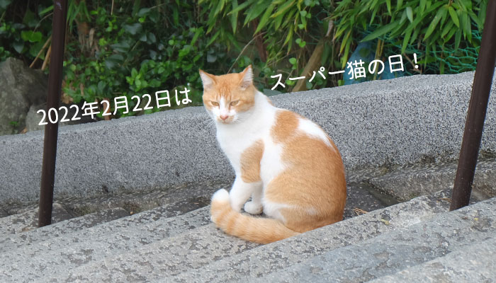 2022年2月22日はスーパー猫の日!!